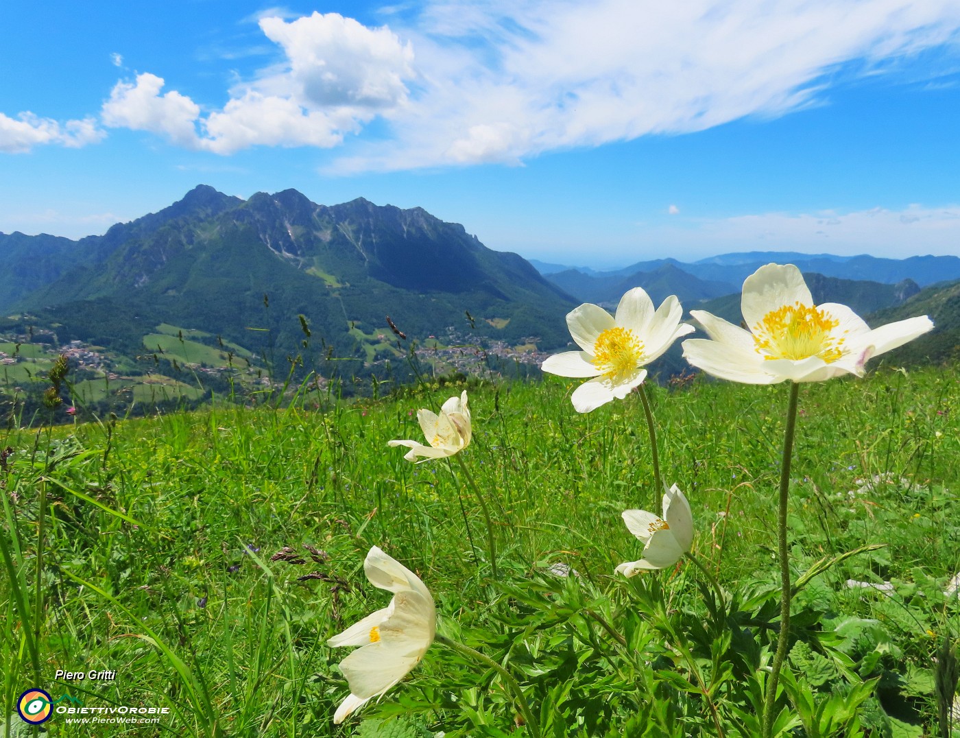 60 Pulsatilla alpina (Anemone alpino) con vista in Alben.JPG